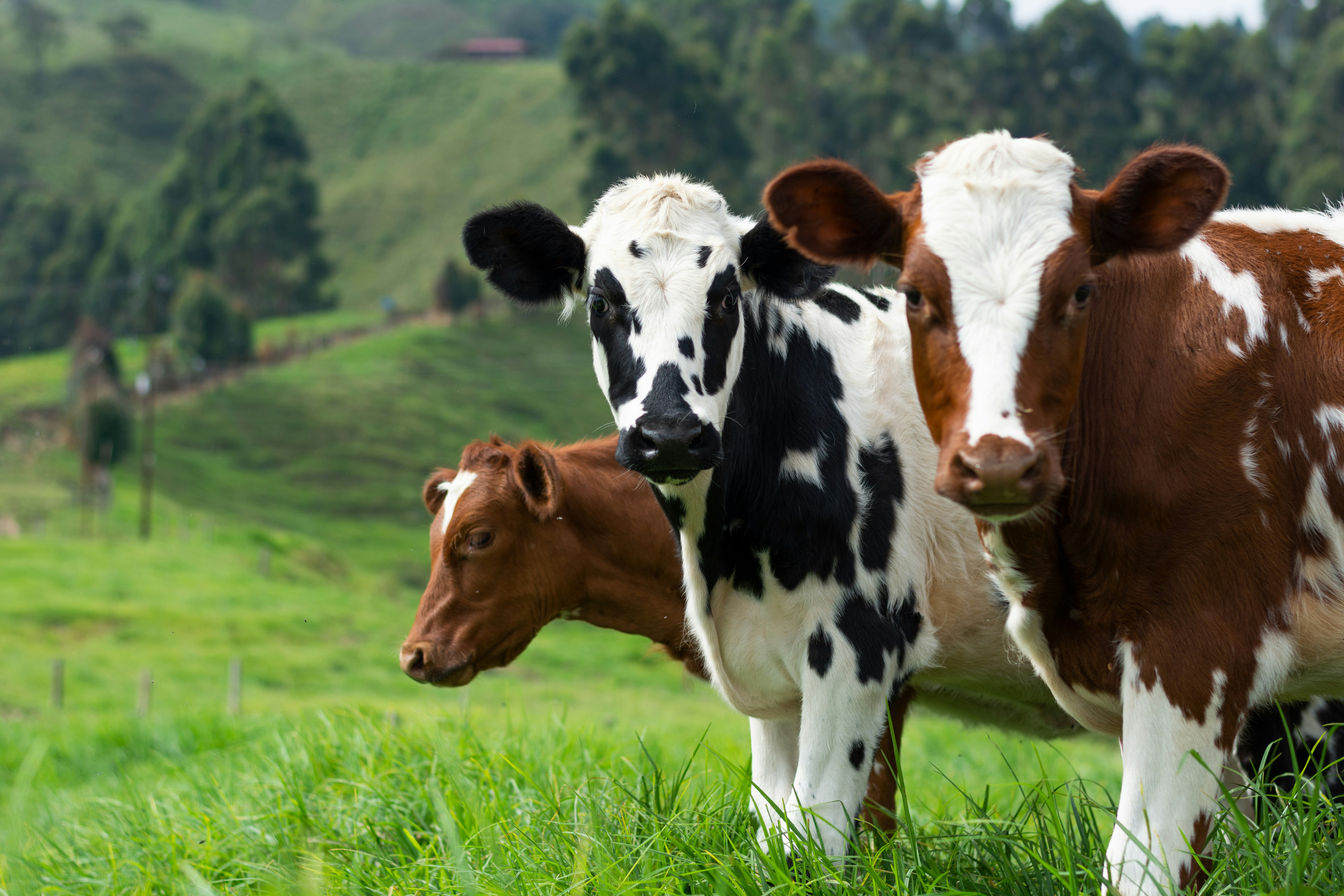 Dairy Management